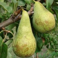 Саджанець Груша Конференція